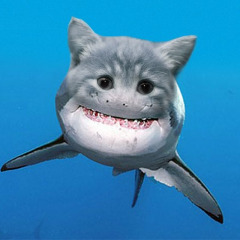 SharkCatnado