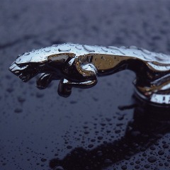 jaGuar3
